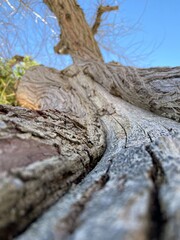 old tree trunk