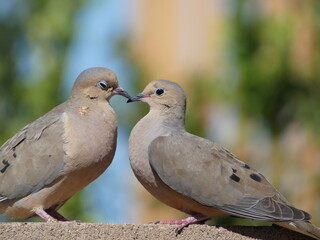 2 Doves On A Brick Wall