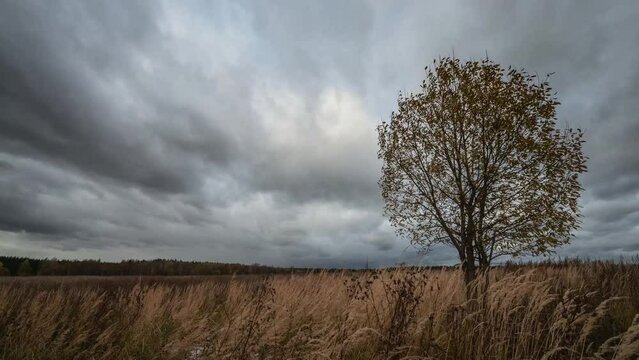 Lonely tree in field under gloomy sky, time-lapse video