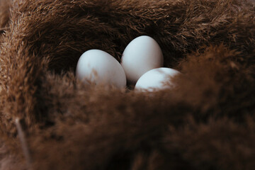 In a nest made of dry material, chicken eggs lie as a symbol of the upcoming holiday - Easter. 