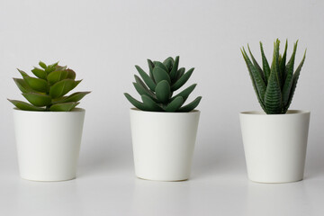 Three fake succulent plants in white pots beside each other isolated on a white background