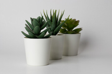 Three fake succulent plants in white pots behind each other isolated on a white background