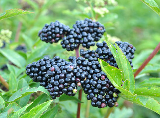 Berries ripe on the black grassy elder (Sambucus ebulus)