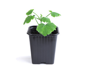 Young zucchini seedlings in a black pot isolated on a white background. A young sprout on a white background. Gardening. Vegetable seedlings