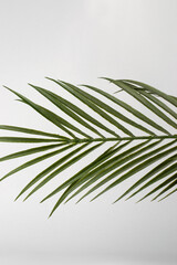 Fototapeta premium Artificial green palm leaf isolated on a white background in vertical