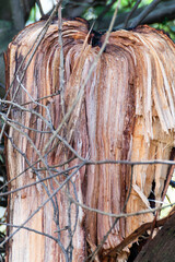 a tree trunk split in half.