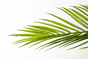 Artificial green palm leaf isolated on a white background