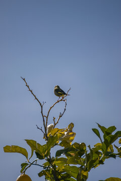 a bird perched in a tree
