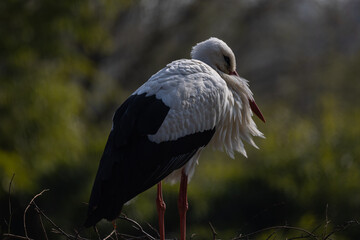 A white stork, also called Ciconia Ciconia, sits in its large nest and incubates its eggs. What a powerful bird with an enormous wingspan.