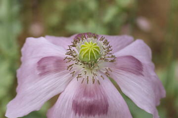 Delicate pink lilac flower of wild Poppy. Close up of fragile lilac flower. Spring background. Stamens on a flower. Beautiful pink Poppy background