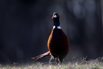 Male common pheasants, phasianus colchicus, displaying in spring mating season.