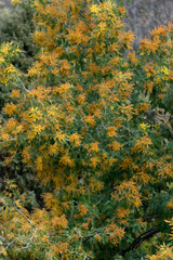 mimosa flowers background with yellow and green colors.