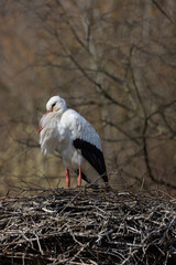 A white stork, also called Ciconia Ciconia, sits in its large nest and incubates its eggs. What a powerful bird with an enormous wingspan.