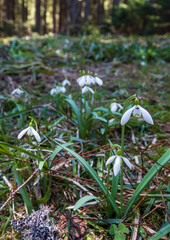 Blooming snowdrop flowers in spring Carpathian mountain forest, Ukraine.