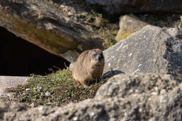 A cute capybara comes out of its burrow and looks around the area. It must always be on the lookout because there are many other animals it is hunting.