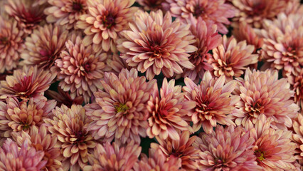 Coral Chrysanthemums in the autumn garden .Background of many small flowers of Chrysanthemum. Beautiful coral autumn flower background. Chrysanthemums Flowers blooming in garden at spring day. 