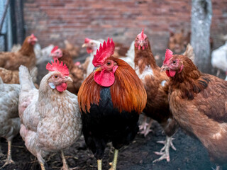 A rooster in the company of hens.