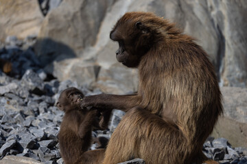 A group of monkeys looking at each other and stealing each other. They play together and feed each other like a big family. They are Geladas, Theropithecus gelada to be precise.