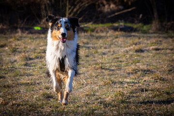 australian shepherd dog running