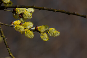 catkins with yellow pollen in spring