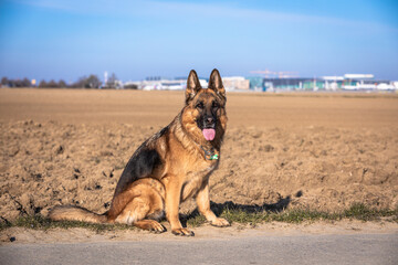 beautiful german shepherd dog sitting at a road