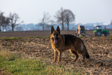 german shepherd dog stands on a field