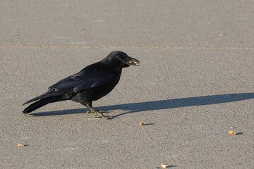 carrion crow picking food from the ground