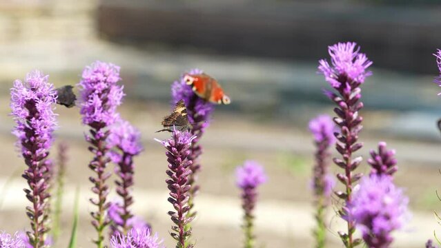 Butterflies and bees on meadow flowers swaying beautifully in the wind. pollination of plants. Summer sunny day. Slow motion 4k