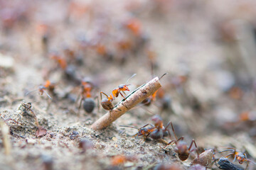 ants