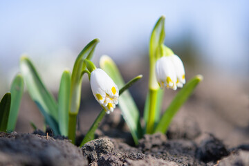 snowdrop