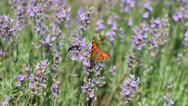 Butterflies and bees on meadow flowers swaying beautifully in the wind. pollination of plants. Summer sunny day. Slow motion 4k