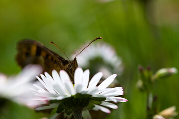 Butterfly Lasiommata megera on a daisy