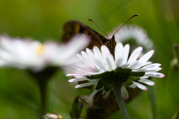 Butterfly Lasiommata megera on a daisy