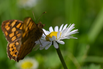 Butterfly Lasiommata megera on a daisy