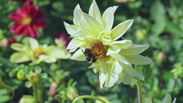 Butterflies and bees on meadow flowers swaying beautifully in the wind. pollination of plants. Summer sunny day. Slow motion 4k