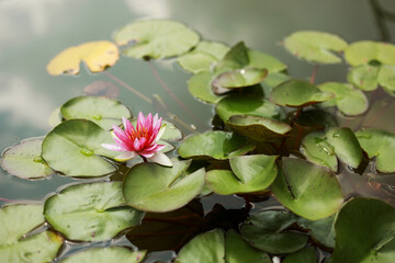 Pink water water lily with green water lilies or lotus flower Perry's in garden pond. Close-up of Nymphaea reflected on green water against sun. Flower landscape with copy space. Selective focus