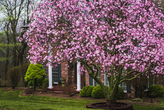 View of blooming pink magnolia tree in the rain in front yard in Midwestern suburb in spring