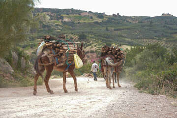 Mules  on the road