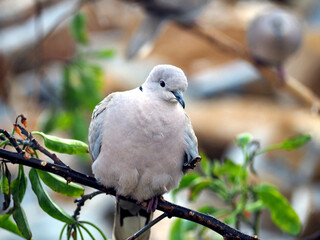 Streptopelia decaocto, Eurasian collared dove, sitting on the tree