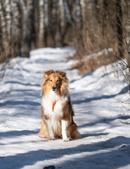 sheltie on a walk in winter. little collie