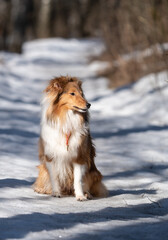 sheltie on a walk in winter. little collie