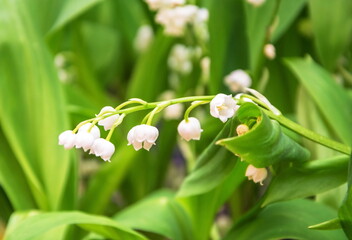 May white lily of the valley grows in the forest