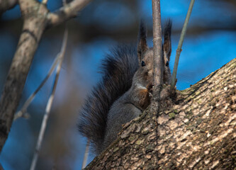 a squirrel peeks out from behind a tree trunk