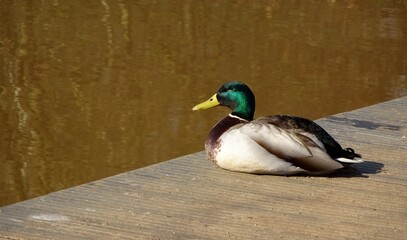 Mallard duck lies on a wooden jetty on the water.