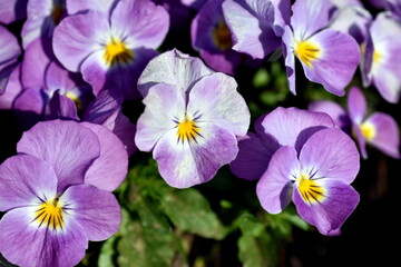 Violett blühende Hornveilchen