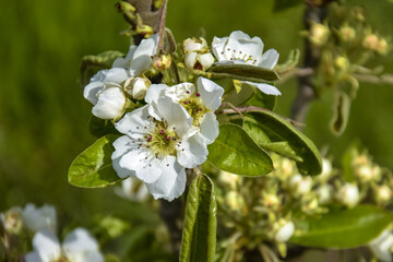 Blossoming branch of apple tree on green blurred background. Close-up. Copy space. Selective focus..