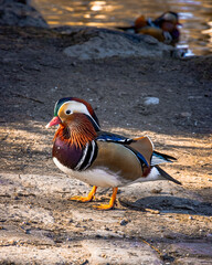 Rare mandarin duck walking around pond and looking for something to eat