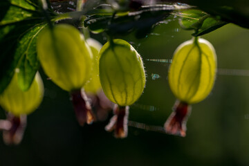 green fresh unripe transparent gooseberries on branch