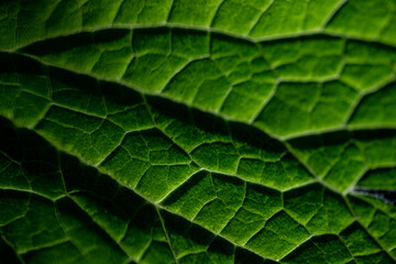 close up structure of green fresh leaf with veins