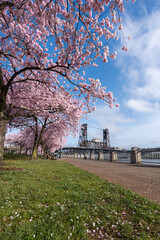 Pink blooming cherry blossoms on the waterfront in Downtown Portland Oregon